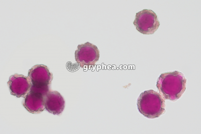 Pollen Pissenlit x170 - gryphea.com